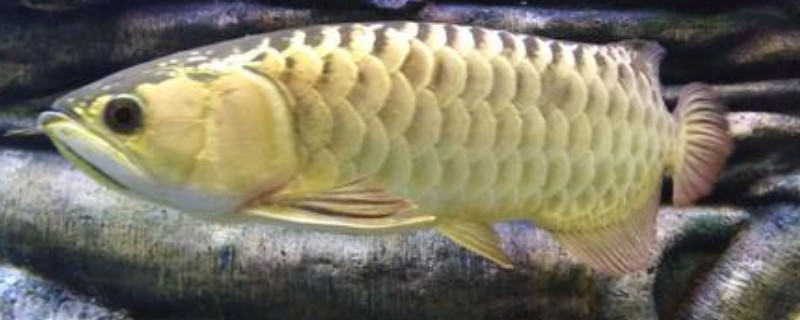 星點(diǎn)龍魚(yú)怎么分公母