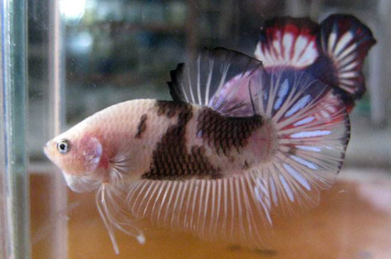斗魚苗怎么養(yǎng)