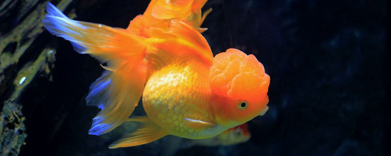 金魚(yú)缺氧的表現(xiàn)，解決金魚(yú)缺氧的方法