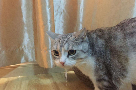 貓咪可以吃核桃仁嗎