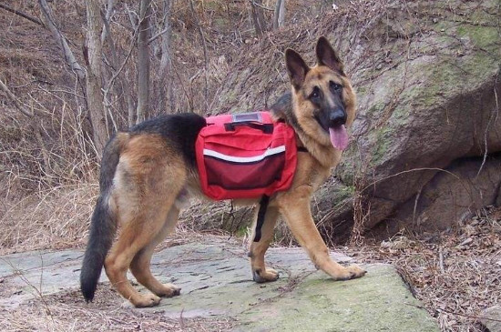 德國牧羊犬的優(yōu)點和缺點