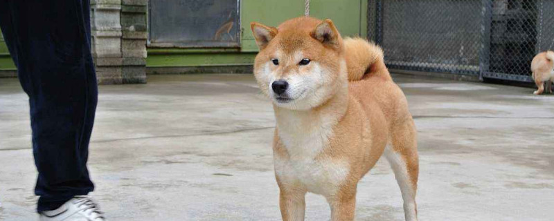 柴犬和秋田犬哪個(gè)忠誠(chéng)