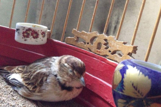 百靈鳥為何不能掛著
