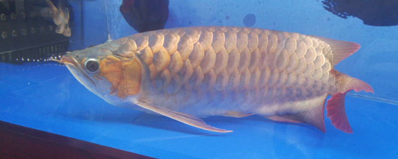 龍魚(yú)趴缸是什么原因