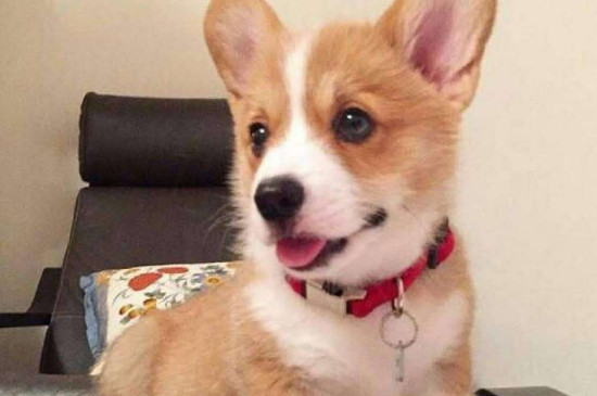 純種柯基犬價(jià)格多少錢一只，正?？禄裁磧r(jià)錢