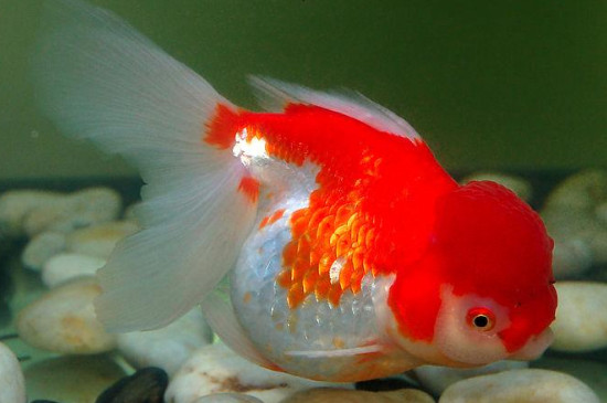 金魚怕冷嗎