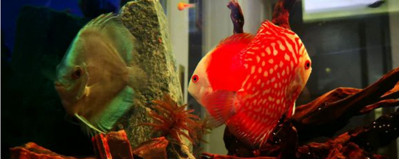 新入缸神仙魚注意事項