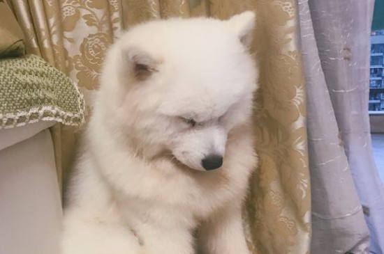 薩摩耶公犬發(fā)情期癥狀