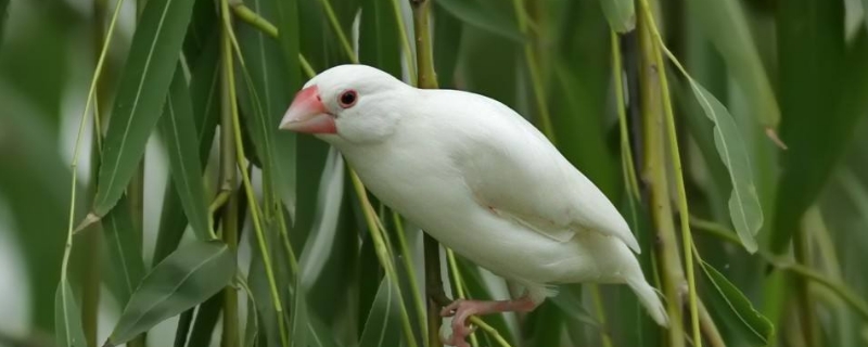 文鳥吃什么水果