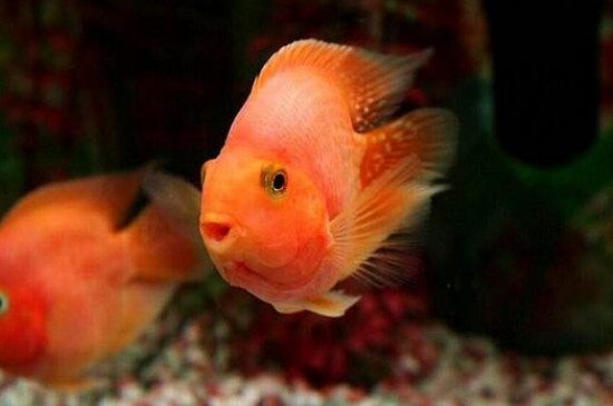 鸚鵡魚掉鱗是怎么回事