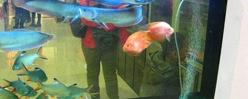 鸚鵡魚(yú)長(zhǎng)白霜怎么治