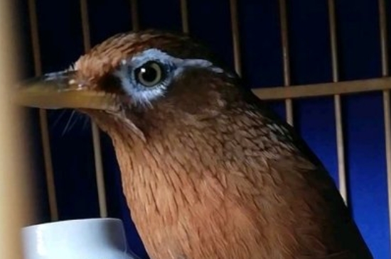 畫眉鳥(niǎo)價(jià)格多少錢一只，純種畫眉鳥(niǎo)的最新價(jià)格