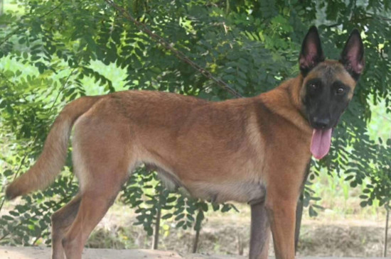 怎樣喂養(yǎng)與訓(xùn)練馬犬，馴養(yǎng)馬犬的四個(gè)要點(diǎn)