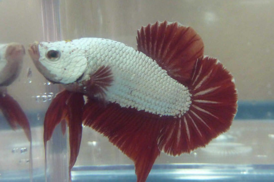 中國斗魚可以和什么魚混養(yǎng)