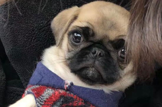 巴哥犬的優(yōu)缺點