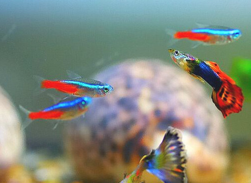孔雀魚是熱帶魚嗎