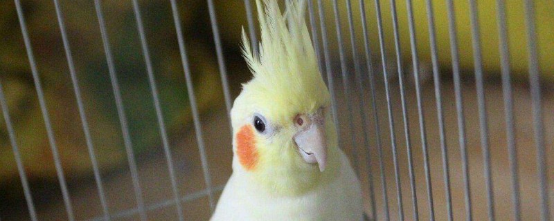 玄鳳鸚鵡晚上睡覺要蓋布嗎