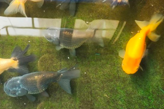 如何養(yǎng)金魚
