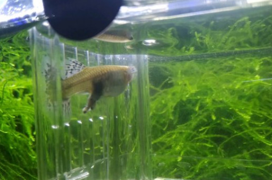 孔雀魚孕期大概多久