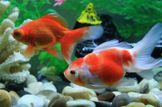 為什么金魚看起來傻乎乎的