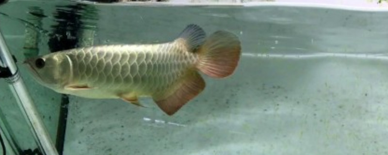120長40寬的魚缸能養(yǎng)龍魚嗎