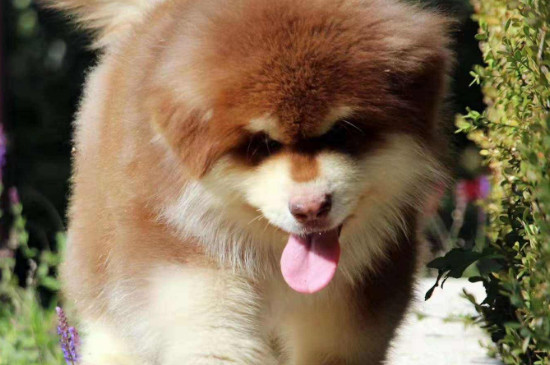 巨型阿拉斯加犬多少錢，一只純種的大概什么價(jià)格