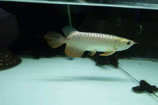 金龍魚(yú)過(guò)背什么意思