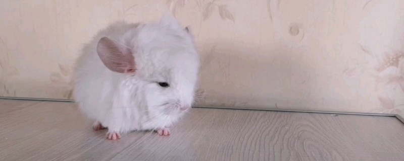 龍貓是倉鼠嗎