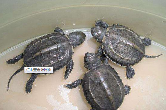 草龜對(duì)人有什么危害