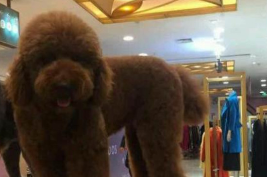 巨貴犬好養(yǎng)嗎,有什么注意事項(xiàng)