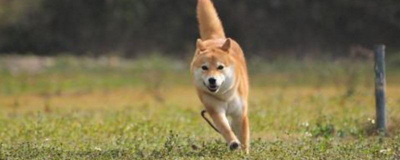 柴犬秋田犬區(qū)別