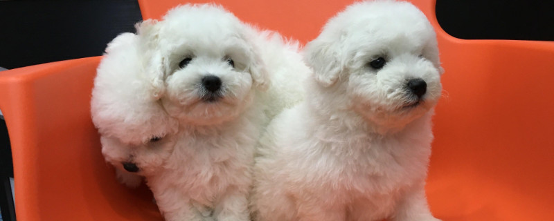 純種比熊犬辨別