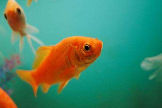 小金魚幾天換一次水