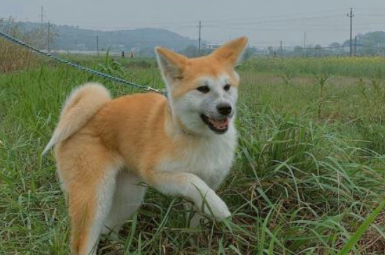 秋田犬為什么禁養(yǎng)