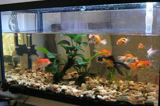 魚(yú)缸里的魚(yú)為什么老在底部扎堆