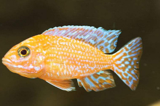 斗魚能和孔雀魚一起養(yǎng)嗎