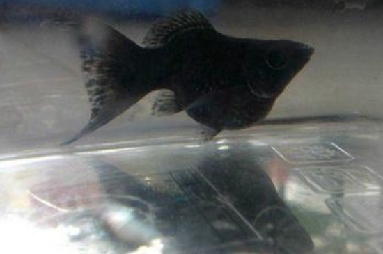 黑瑪麗魚(yú)怎么分公母