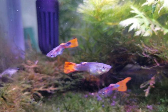 孔雀魚為什么要分開養(yǎng)