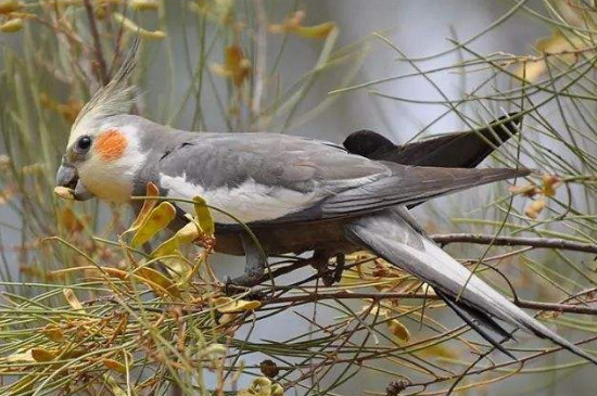 兩只玄鳳鸚鵡為什么總打架