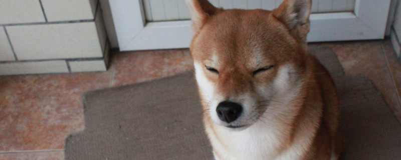 2000買柴犬靠譜嗎