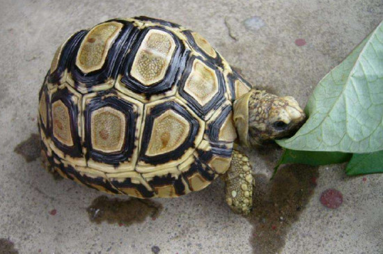 赫曼陸龜能長多大