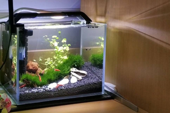 斗魚(yú)為什么不能用圓缸
