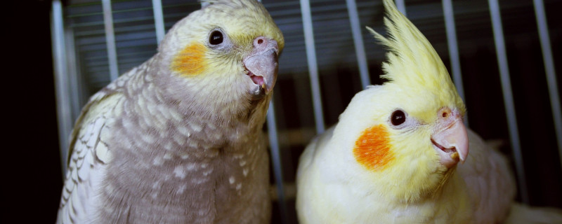 玄鳳鸚鵡公母怎么區(qū)分