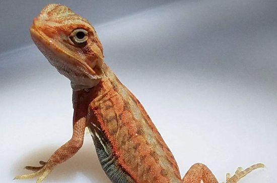 鬃獅蜥死前征兆