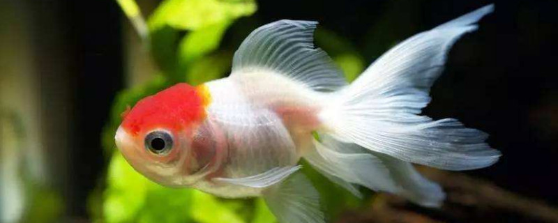 金魚為什么老是睡覺