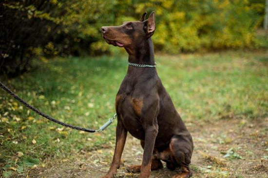 如何訓(xùn)練杜賓犬，四個步驟教你馴服杜賓犬