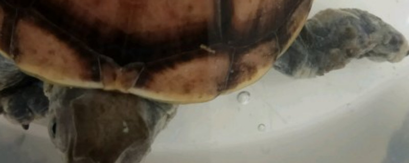 烏龜干養(yǎng)的方法及注意事項