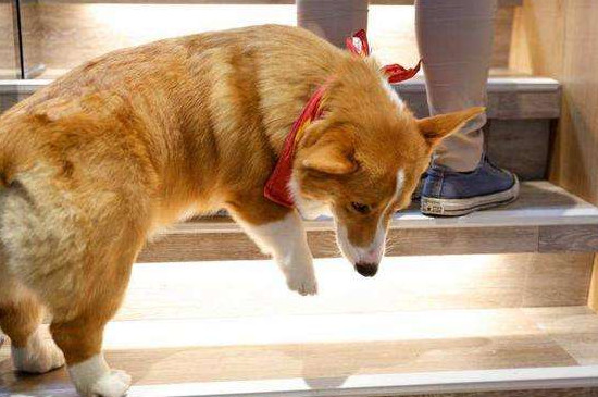 柯基犬換主人會怎樣