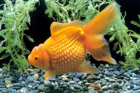 家里金魚養(yǎng)幾條合適