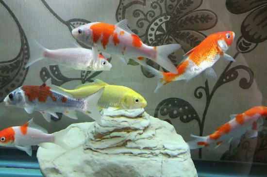 錦鯉魚(yú)身上爛了怎么辦